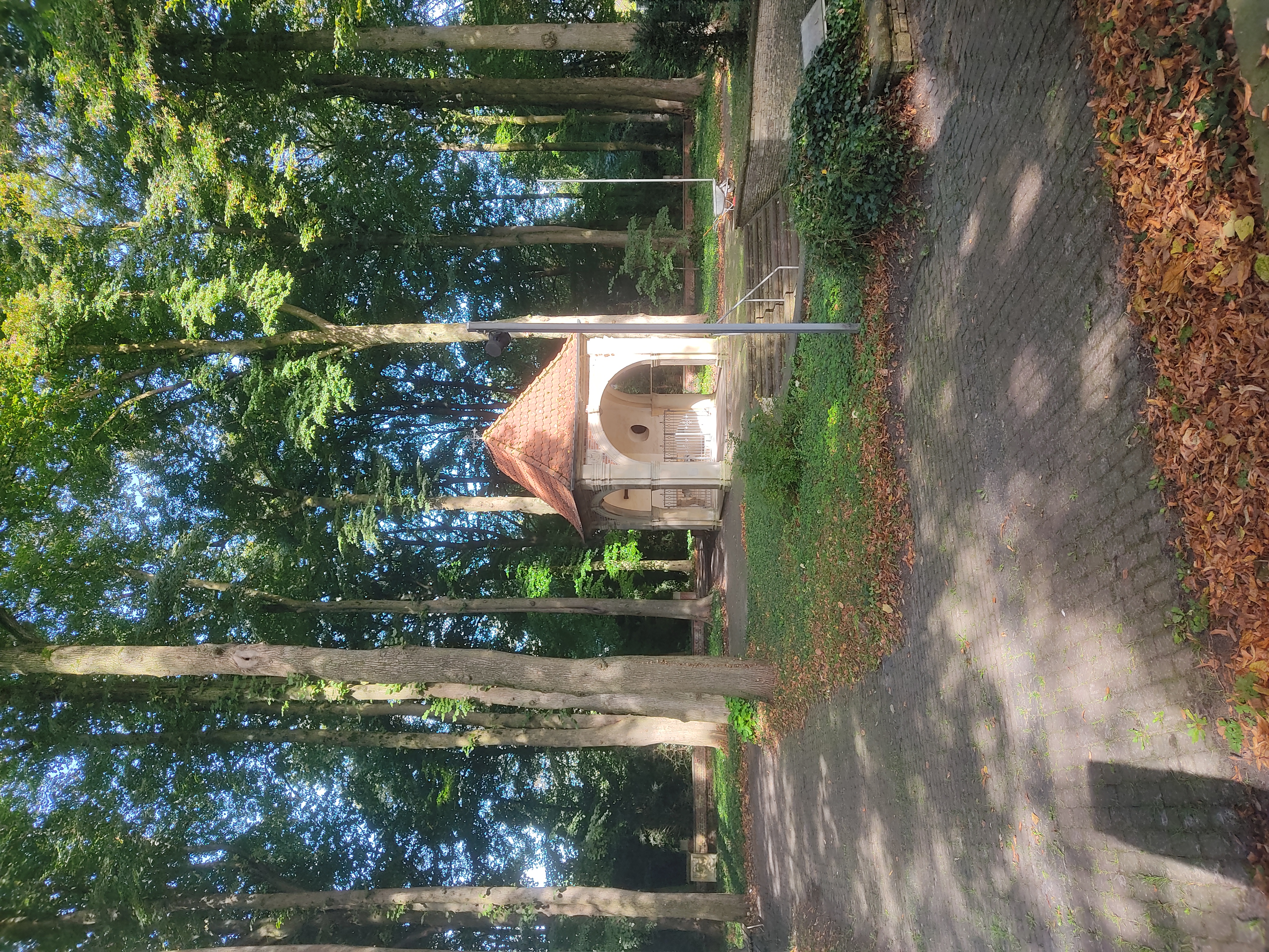 A well within a patch of trees